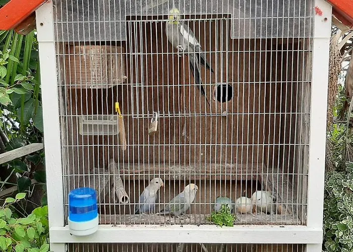 Feriehus Casa D'alegria Madeira Island Ribeira Brava