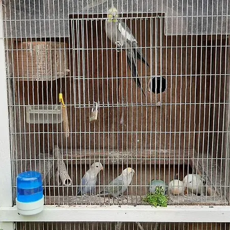 度假居 Casa D'alegria Madeira Island 里贝拉布拉瓦